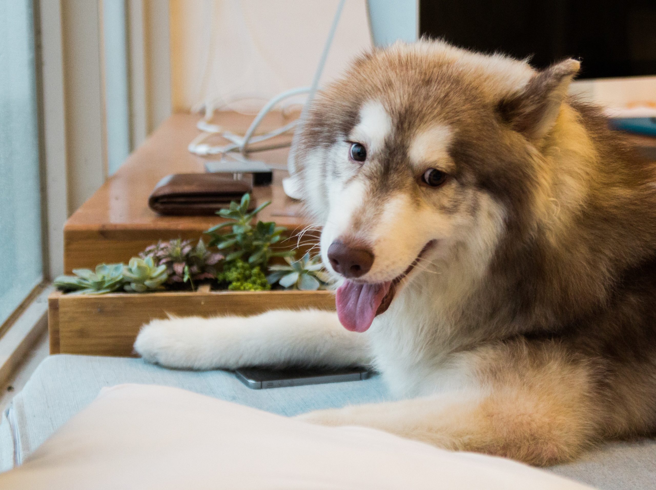 Pet Friendly Apartment Houseplants